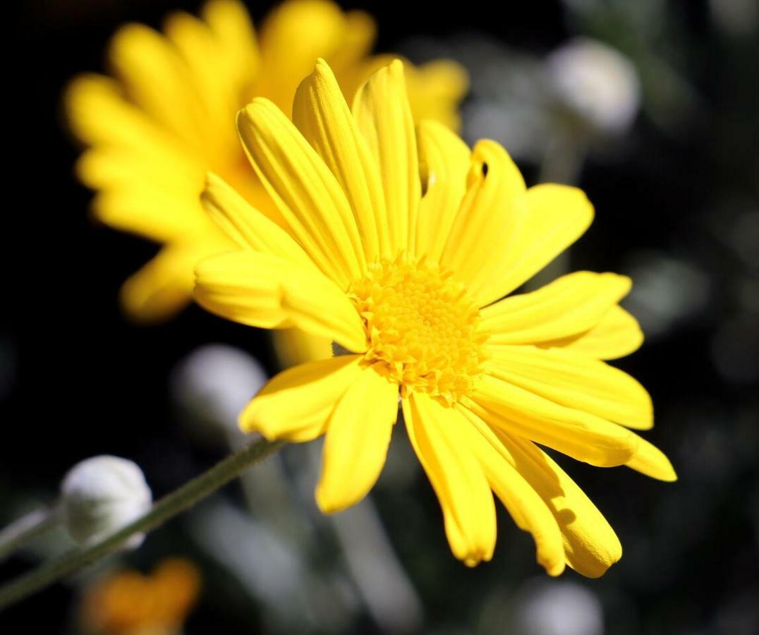 Vila Agriturismo Un Mare Di Fiori Ventimiglia Exteriér fotografie